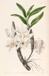 Dendrobium heterocarpum